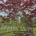Acer palmatum 'Bloodgood' - 7