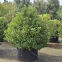 Prunus Lusitanica - Foto 1