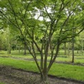 Zelkova serrata - 3