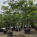 Gleditsia triacanthos ‘Sunburst' - 1
