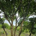 Sophora japonica - 1