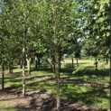 Betula utilis 'Jacquemontii' (Doorenbos) - 1