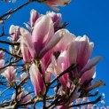 Magnolia 'Soulangeana' - Foto 4
