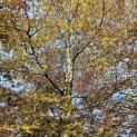 Fagus sylvatica 'Atropunicea' - 7