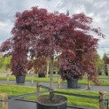 Acer palmatum 'Inaba Shidare' - 2