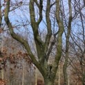 Carpinus betulus 'Frans Fontaine'   (Fastigiata) - 2