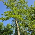 Fagus sylvatica - 3