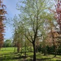 Betula nigra - mei 2024