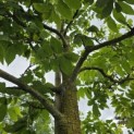 Carya illinoinensis - 3