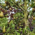 Pyrus c. 'Conference' - 4