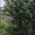 Taxus Baccata - 1