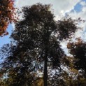 Acer palmatum 'Inaba Shidare' - Foto 3