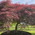 Acer palmatum 'Garnet' - 3