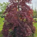 Acer palmatum 'Tamukeyama' - 2