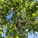 Corylus avellana 'Contorta' - 1