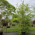 Fagus sylvatica - mei 2026