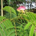 Albizia julibrissin 'Ombrella' - 2