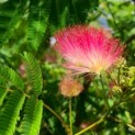 Albizia julibrissin 'Ombrella' - 1