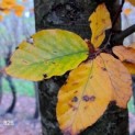 Fagus sylvatica 'Atropunicea'
