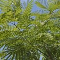 Albizia julibrissin 'Ombrella' - 1