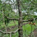 Pyrus salicifolia 'Pendula' - Afbeelding 5
