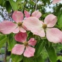 cornus 'norman hadden'