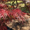 Acer palmatum 'Garnet' - 4