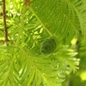 #37 Metasequoia glyptostroboides Chinesische Sumpfzypresse