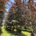 Fagus sylvatica 'Atropunicea' - Foto 2