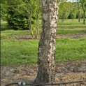 Betula Nigra - 3