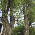 Quercus Suber - 1