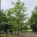 Styrax japonicus - 4