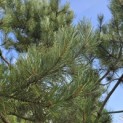 Pinus nigra 'Nigra' - Foto 5