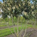 Prunus laurocerasus 'Caucasica' - Foto 3
