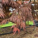 Acer palmatum 'Inaba Shidare' - Foto 10