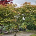 Acer palmatum 'Tsumabeni' - 6