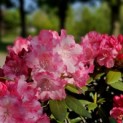 Rhododendron Yakusmani 'Marlis' - 1e fase bloeikleur