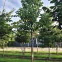 Magnolia acuminata - Foto 5