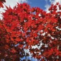 Acer palmatum 'Bloodgood' - Foto 1