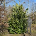 Prunus laur. Rotundifolia - Foto 1