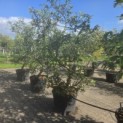 Malus domestica 'Starking Delicious' - Foto 1