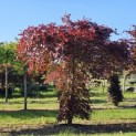 Fagus sylvatica 'Atropunicea' - 1