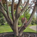 Acer palmatum 'Atropurpureum' - Foto 2