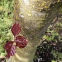 Fagus sylvatica 'Atropunicea' - Foto 4