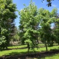 Liquidambar styraciflua - 3