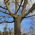 Morus alba 'Macrophylla' - november 2025
