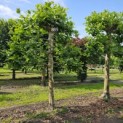Platanus hispanica - 3