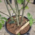 Quercus rubra - 2