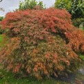 Acer palmatum 'Shigure bato' - Foto 3