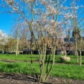 Amelanchier lamarckii - Afbeelding 1